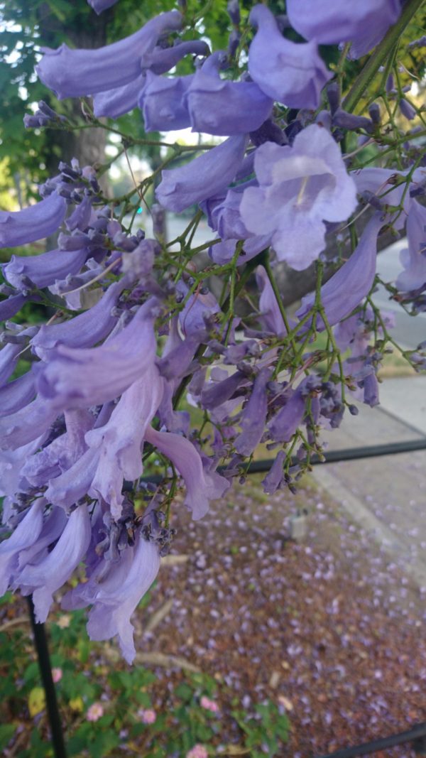 コロナ日記94：音楽、お届け！