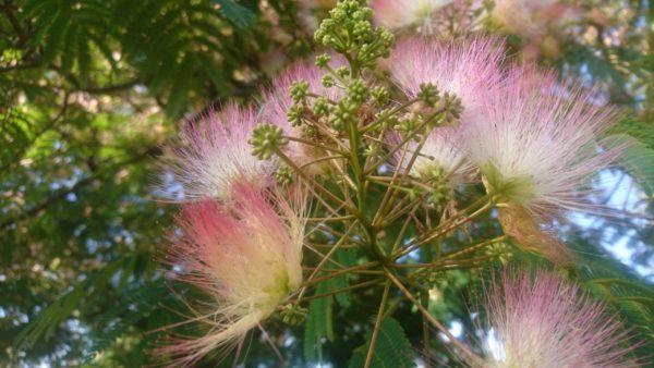 コロナ日記95：天邪鬼の本心ー死について。