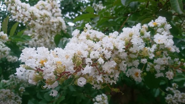 コロナ日記96：今日のブログはお休みです。