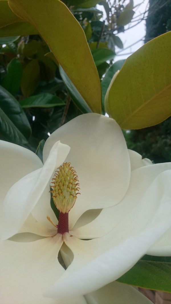 コロナ日記97：復活!!（ブログも真希子も）