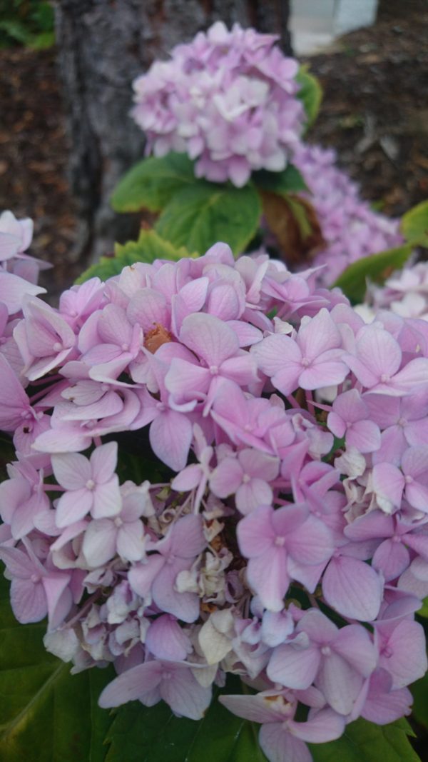 コロナ日記98：復活、そして異常に多忙。