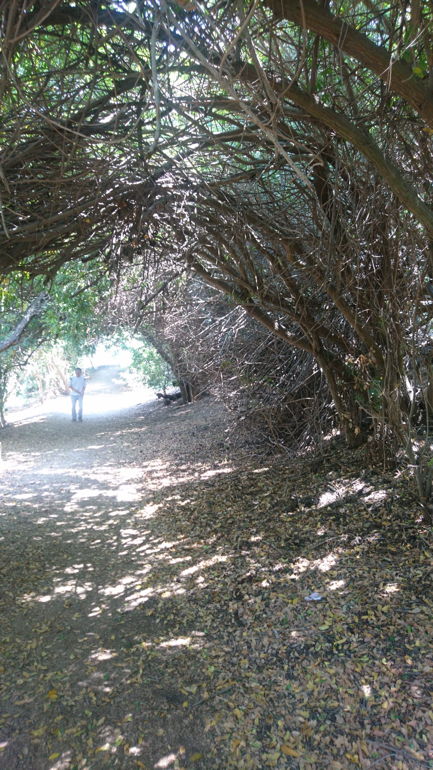 コロナ日記101：これからは日曜日は休息日！