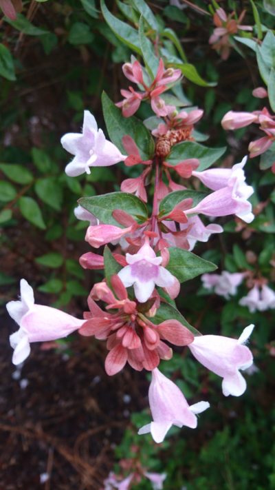 コロナ日記106：ライブ配信は窓。