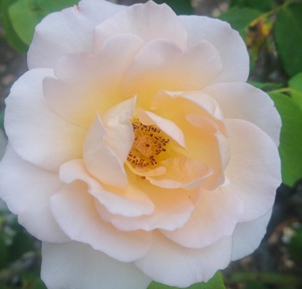 コロナ日記105：非完璧主義者