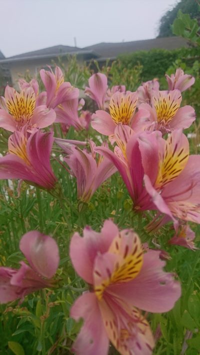 コロナ日記103：今までの100日。これからの100日。