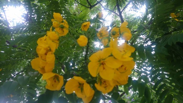 コロナ日記104：長期戦に向けて腹を据える。