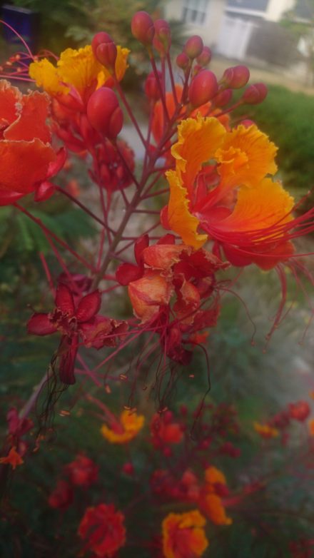 コロナ日記107：野の君、匍匐前進をする。