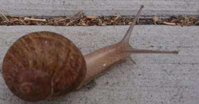 コロナ日記108:神のために弾くか、人のために弾くか