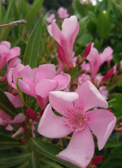 コロナ日記109：朝練ライブ配信を早朝にやる訳。