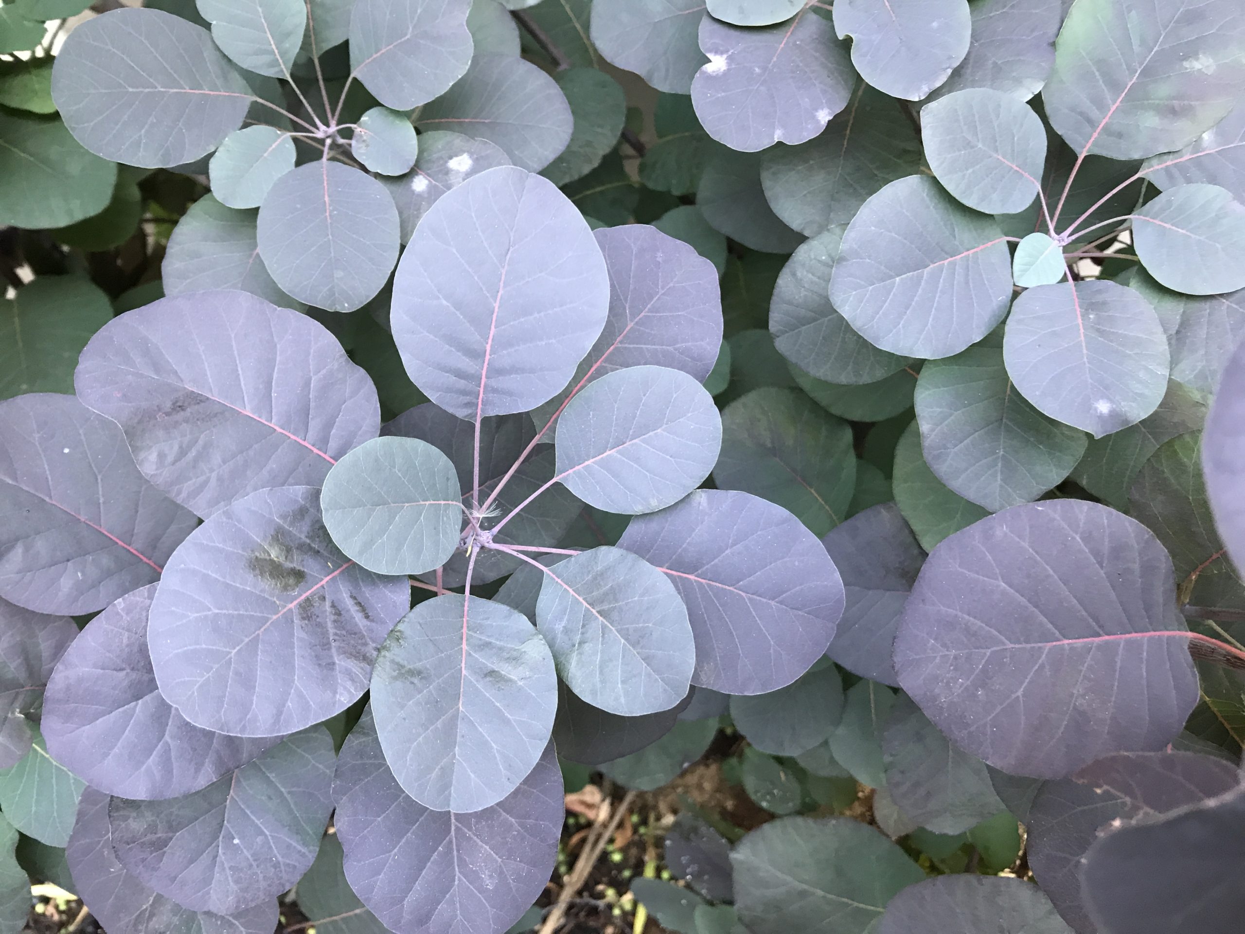 洒脱日記170：米西海岸の火事。喉のいがいがと将来の不安