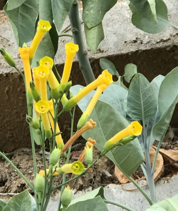 コロナ日記90：黒人差別問題について勉強中です。