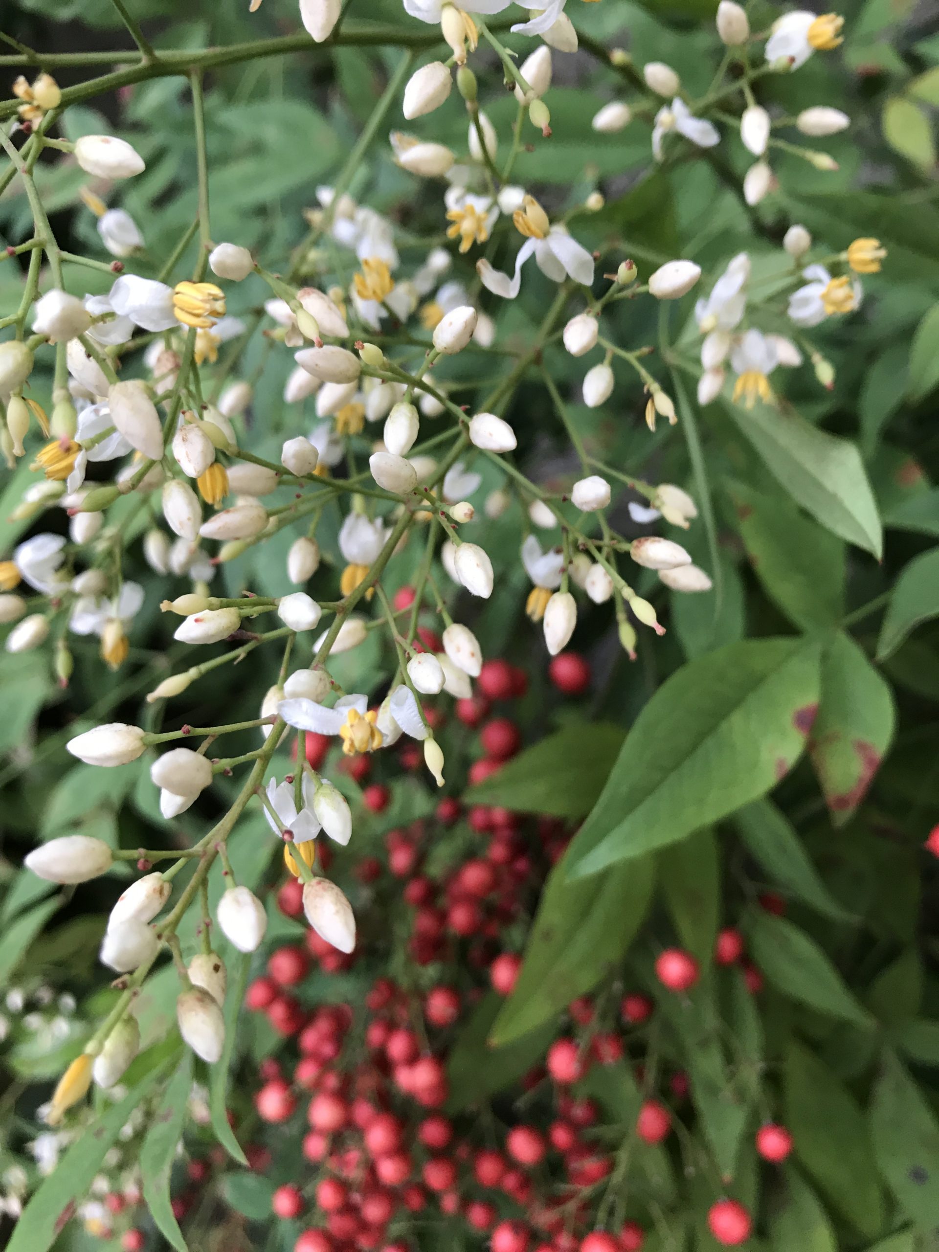 コロナ日記85：ご協力のお願いー私をユーチューバーにしてください！