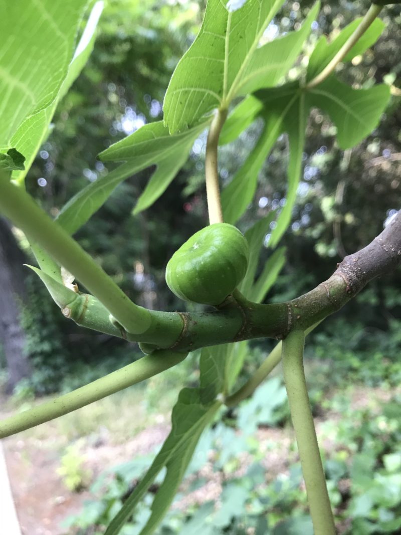 コロナ日記91:マイクがついに届きました！