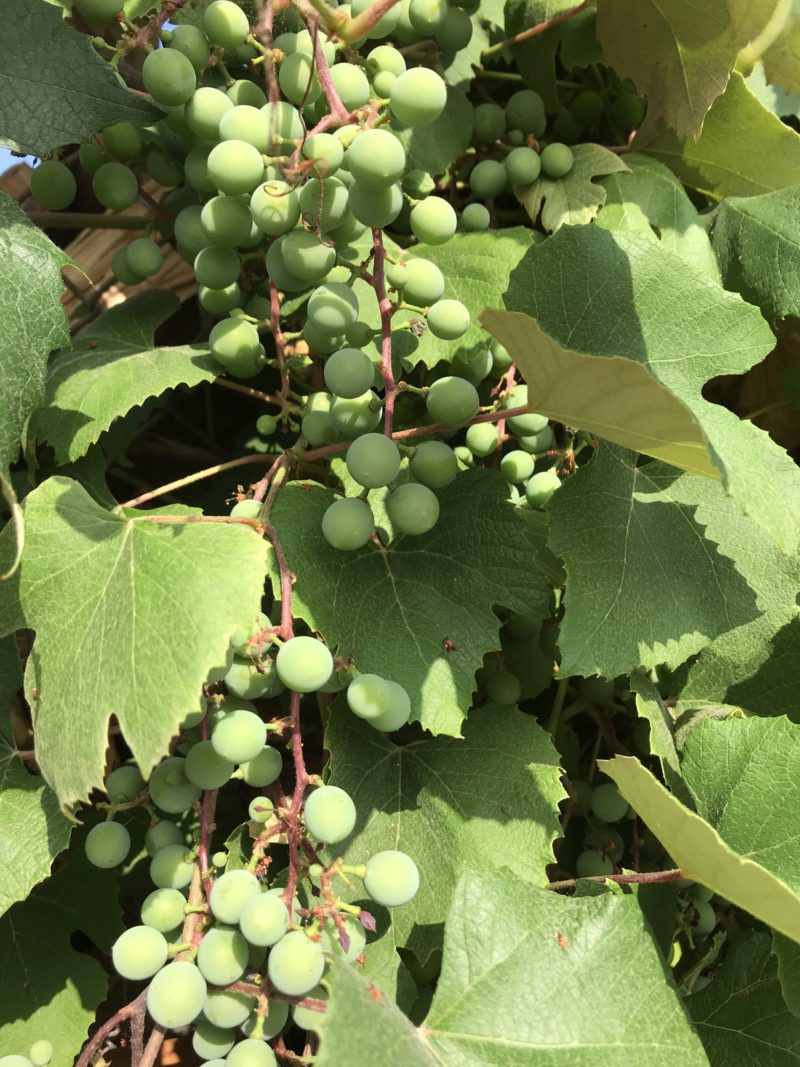 コロナ日記89：渡米記念日