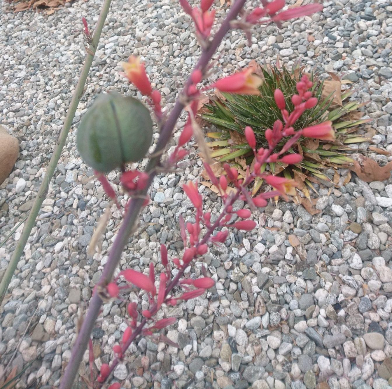 コロナ日記124：明日のライブ配信！．．．ワクワク