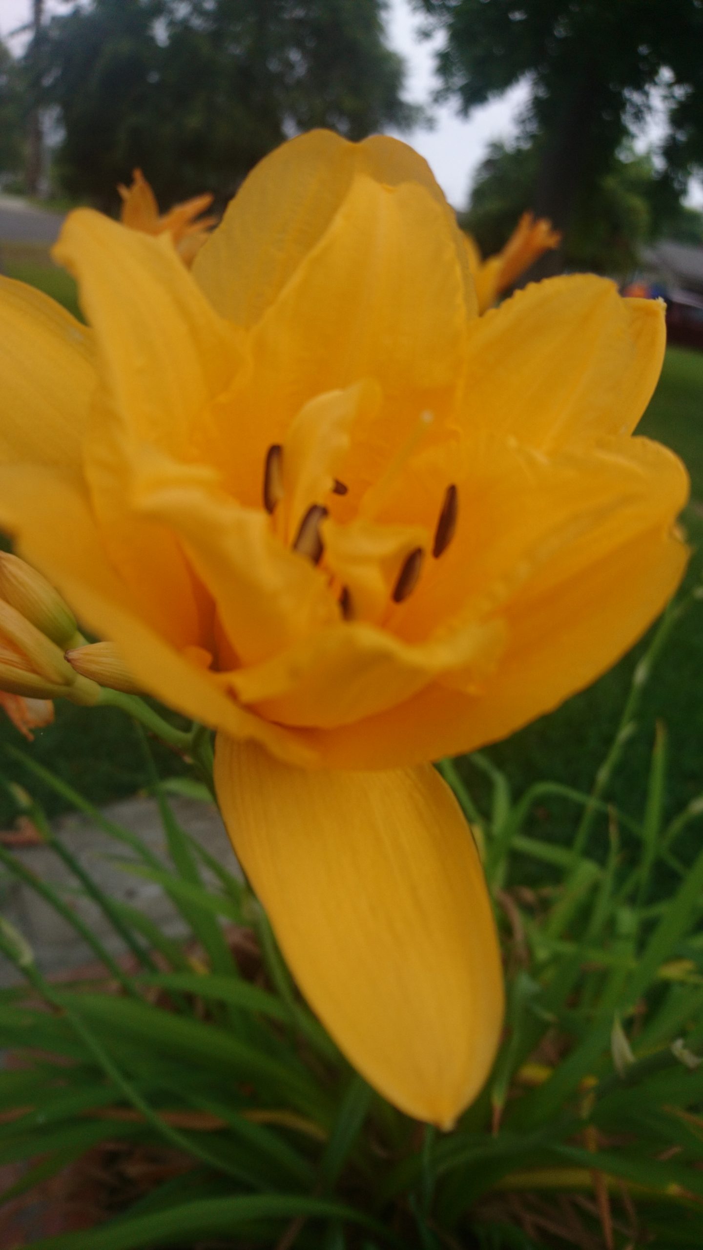 コロナ日記112：明日の演奏ライブ配信と複雑な独立記念日