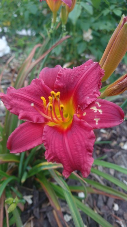 コロナ日記113：ライブ配信無事終了!!