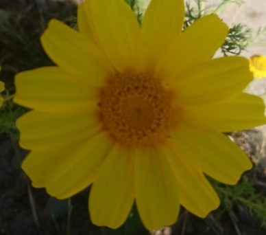 コロナ日記125：作曲家マキコ❕❓