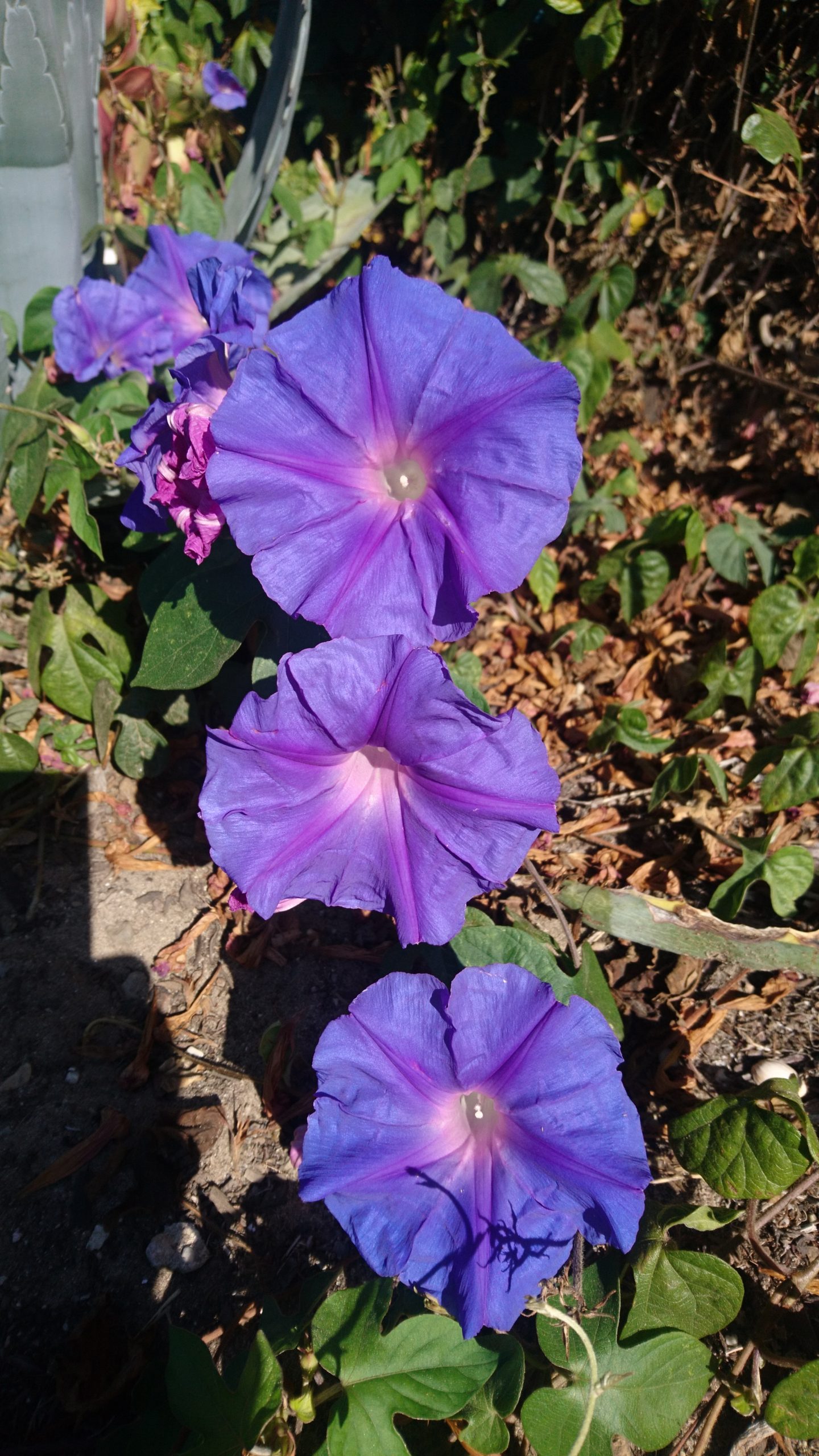 コロナ日記117：踊る阿呆