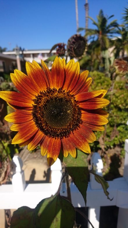 コロナ日記115：ゴルトベルグ変奏曲は善悪も超越！