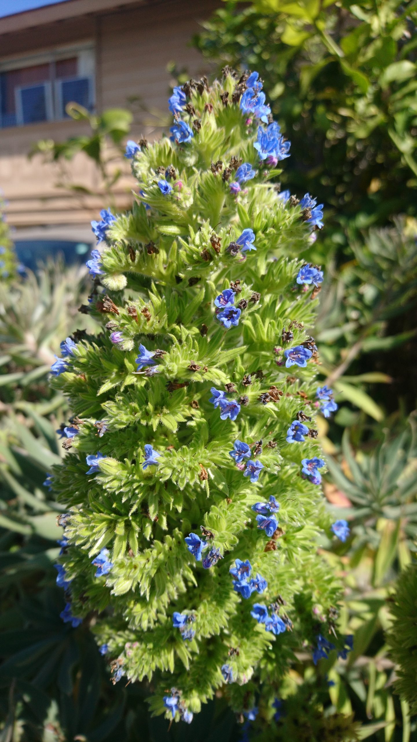 コロナ日記118：ゴルトベルグ変奏曲と「3」と「2」。