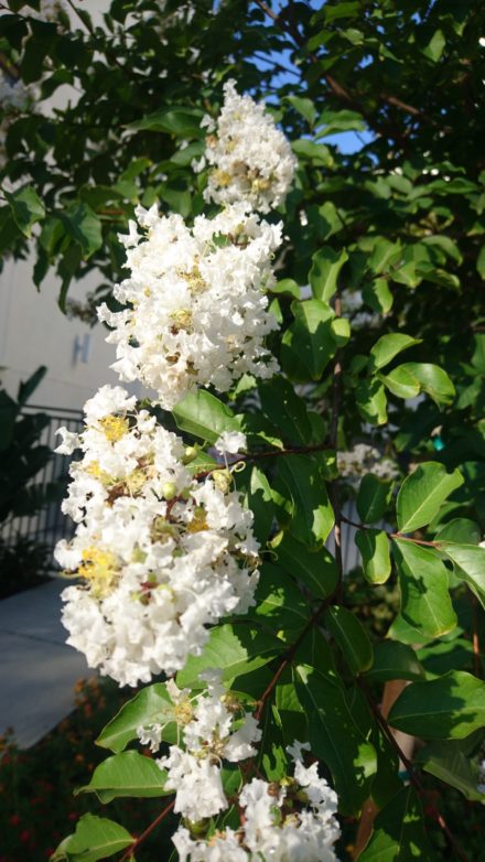 コロナ日記122：自問自答