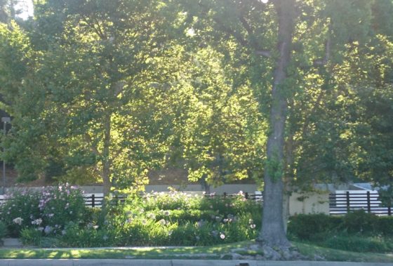 コロナ日記120：「音楽に酔うな」vs。「感情から逃げるな」