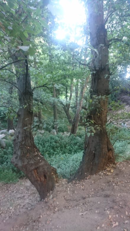 コロナ日記126：私の人生方針