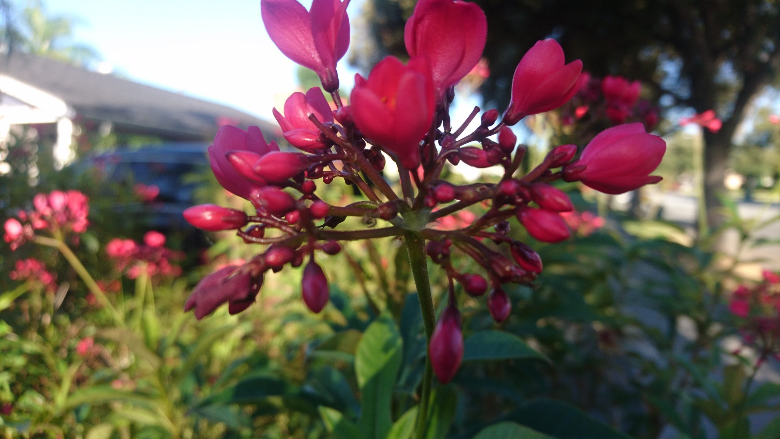 明鏡日記㊶：夏休みです。