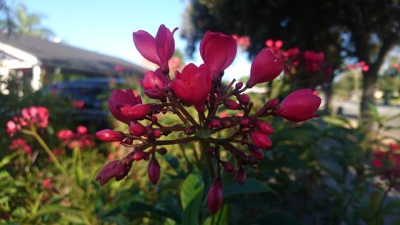 コロナ日記127：今までの人生から得た確信の備忘録