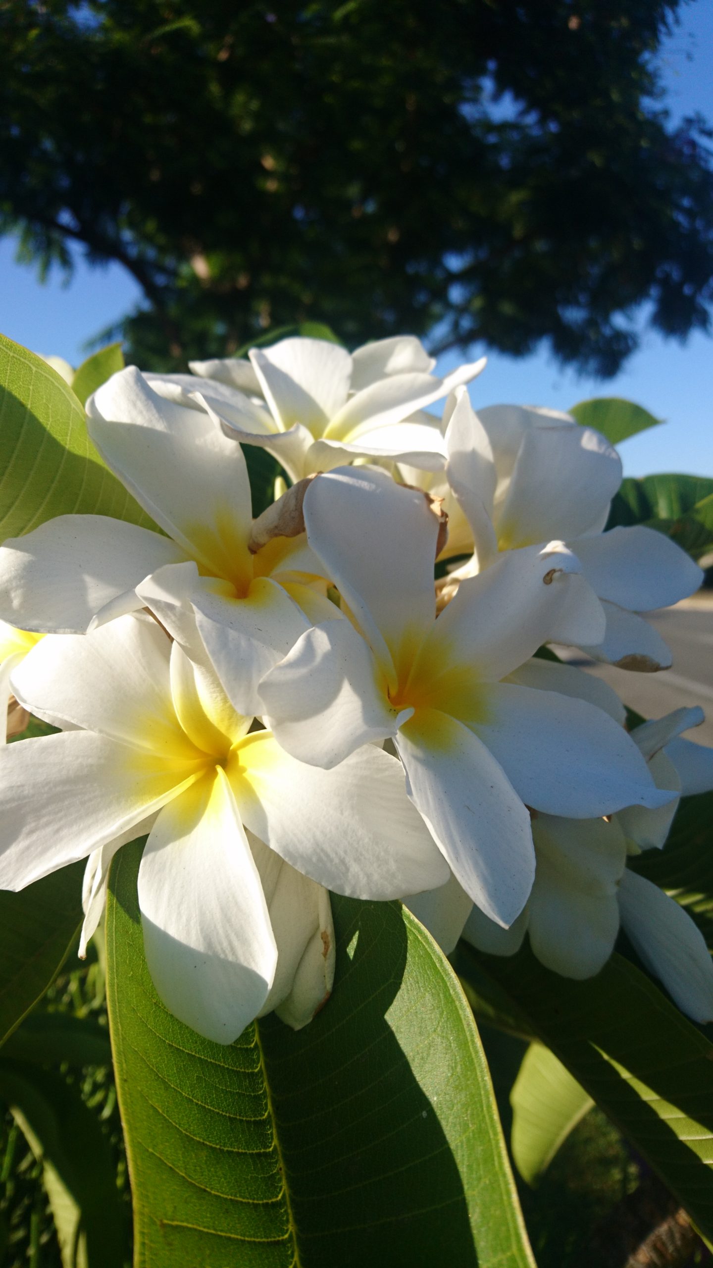 洒脱日記135：準備中プロジェクトの数々。