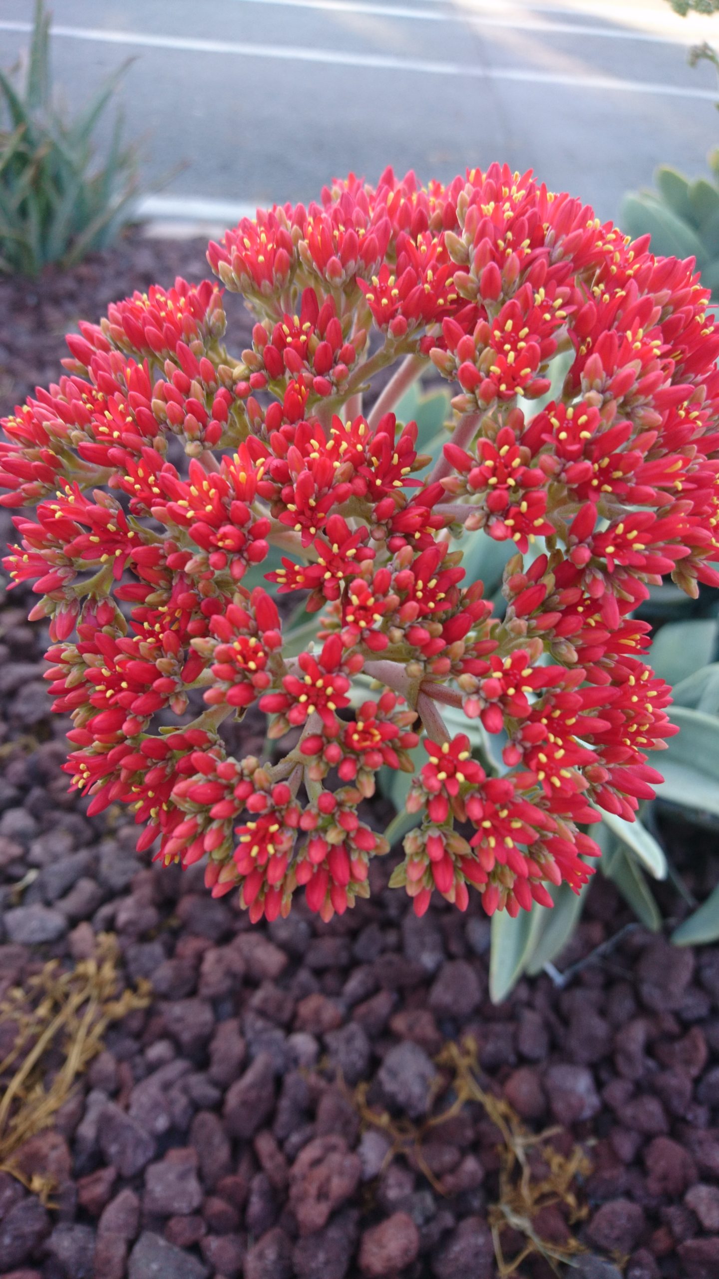 洒脱日記132：成功は自信の基。