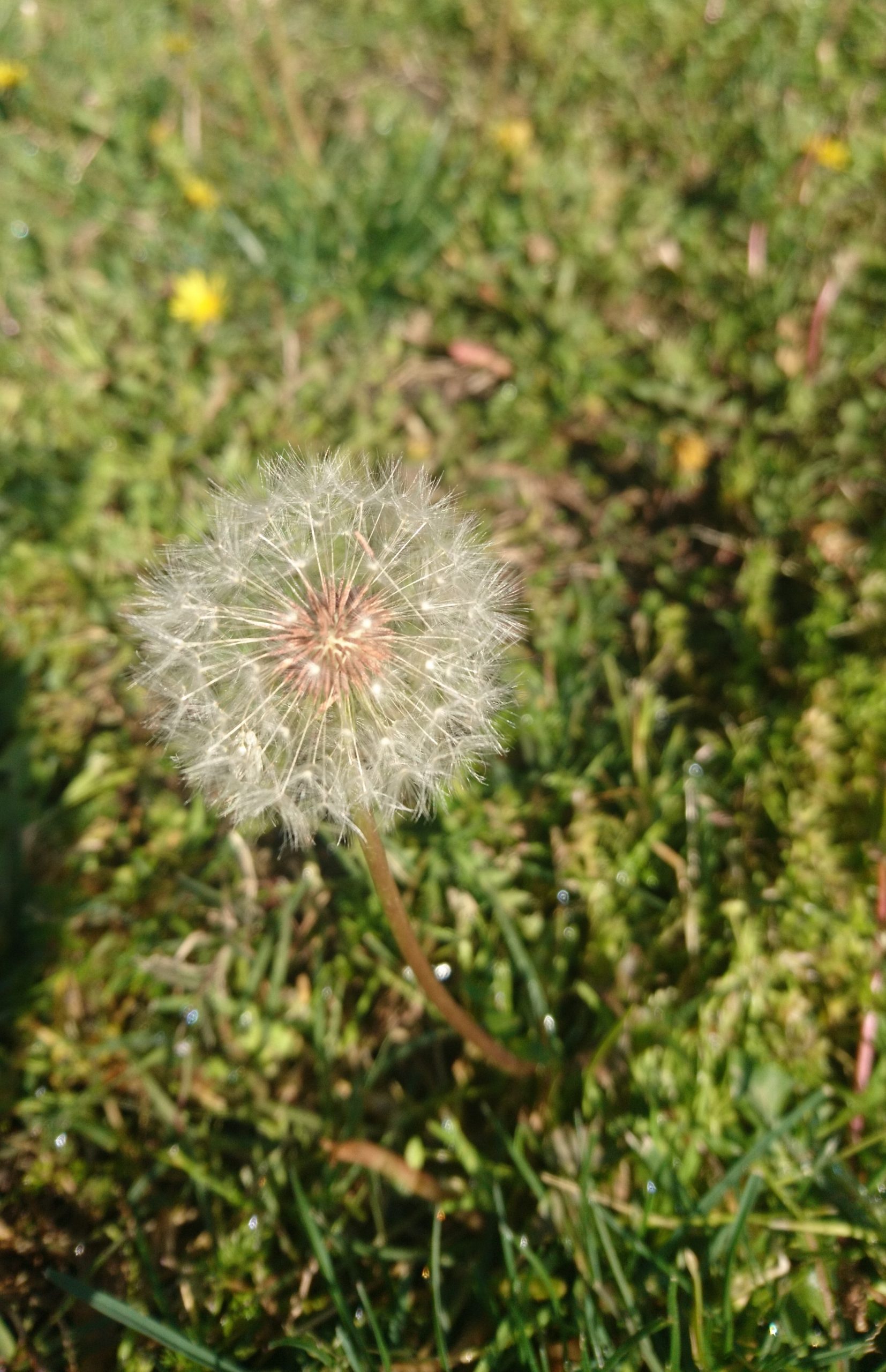 洒脱日記152：音楽家の誇り。