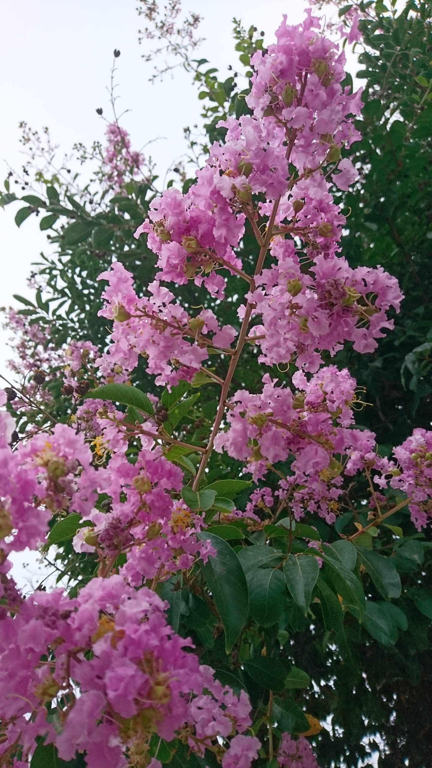 洒脱日記145：ズームでもコラボの一体感！