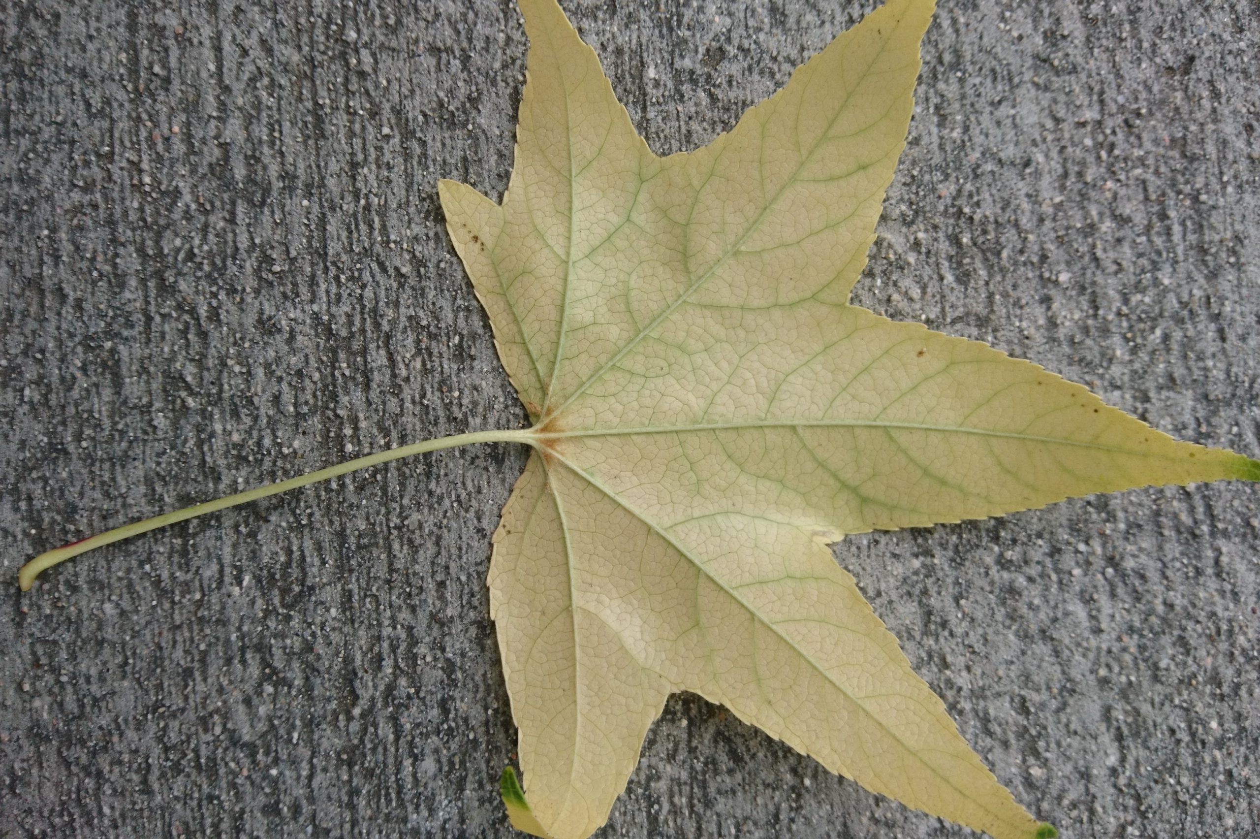 洒脱日記147：フェローシップに応募。