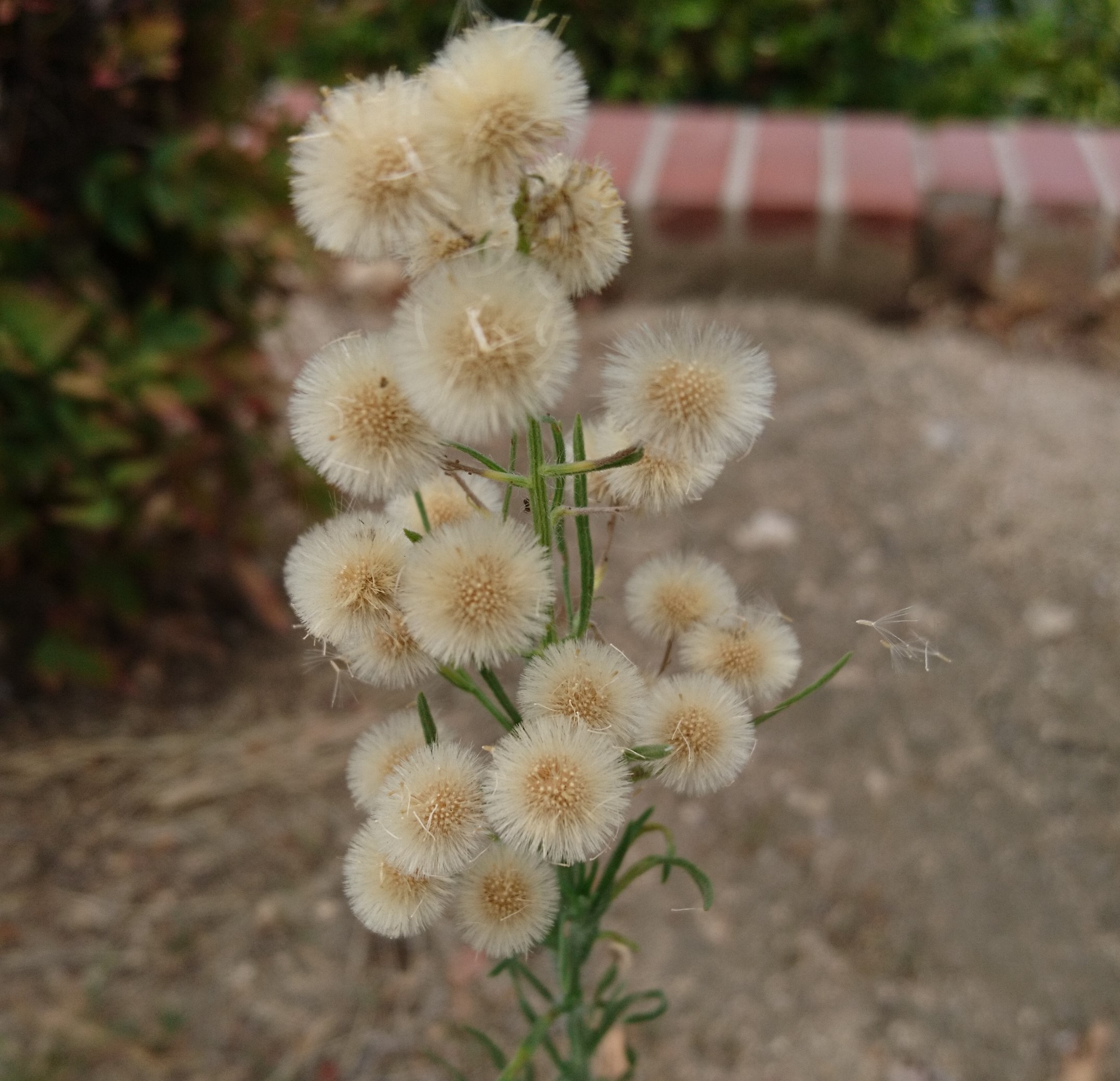 洒脱日記143：マキコ初めてのICU演奏ライブ配信。