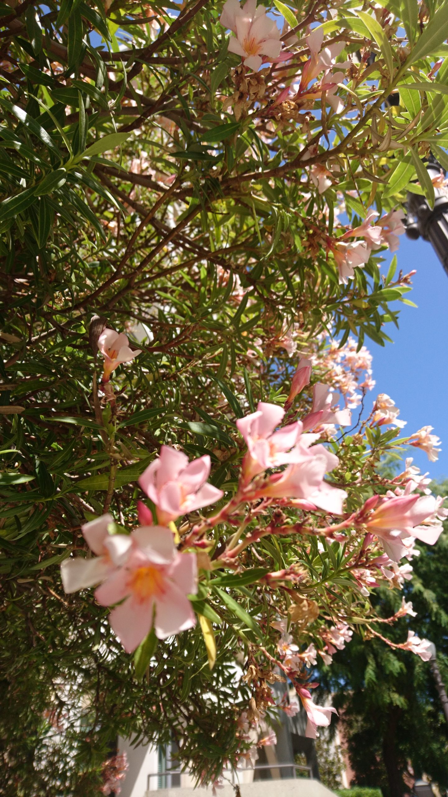 洒脱日記151：PCRテストを初めて受けました。