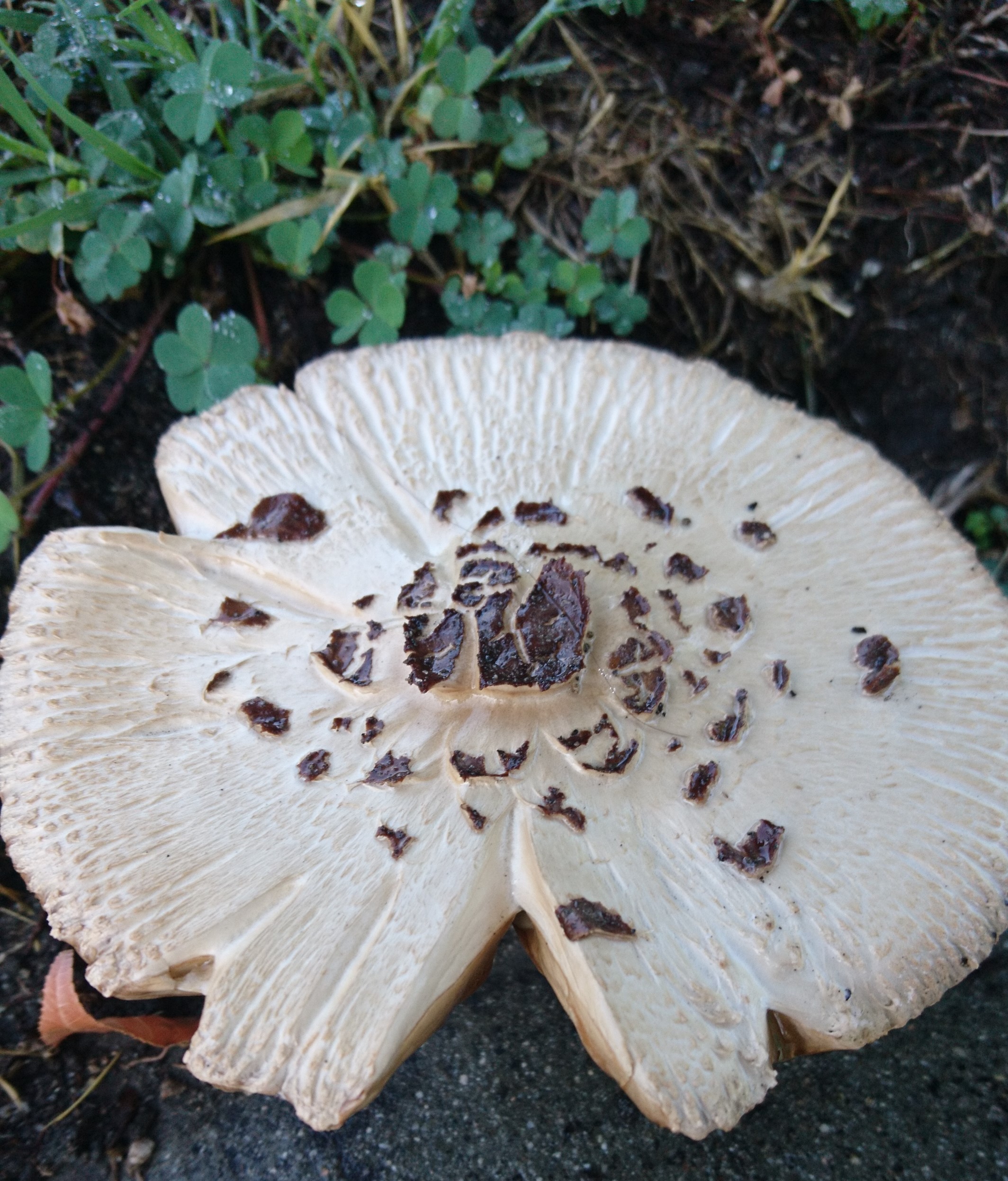 洒脱日記146：充実！