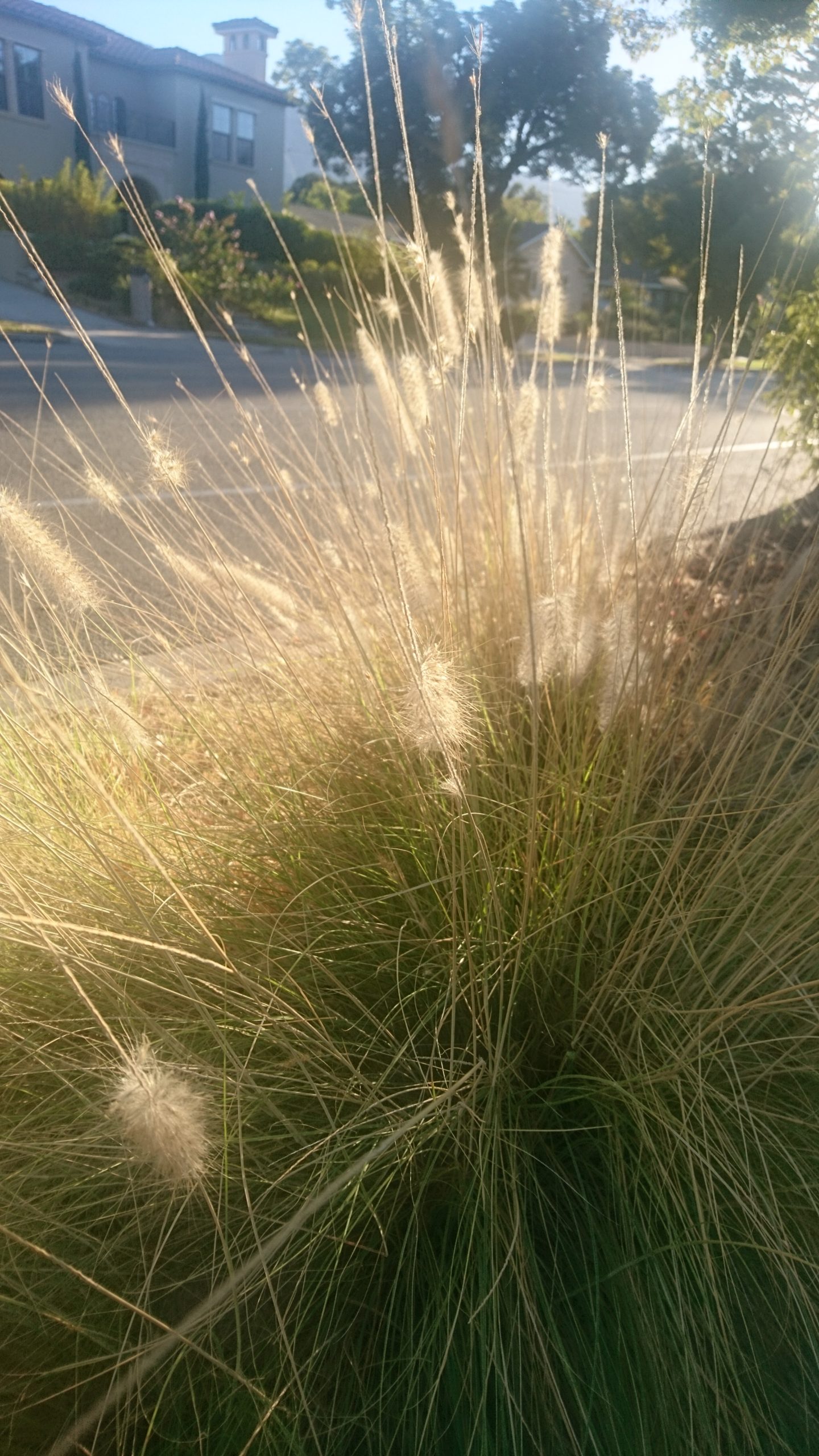 洒脱日記150：ピアニストの武士道を字数制限内で述べる！