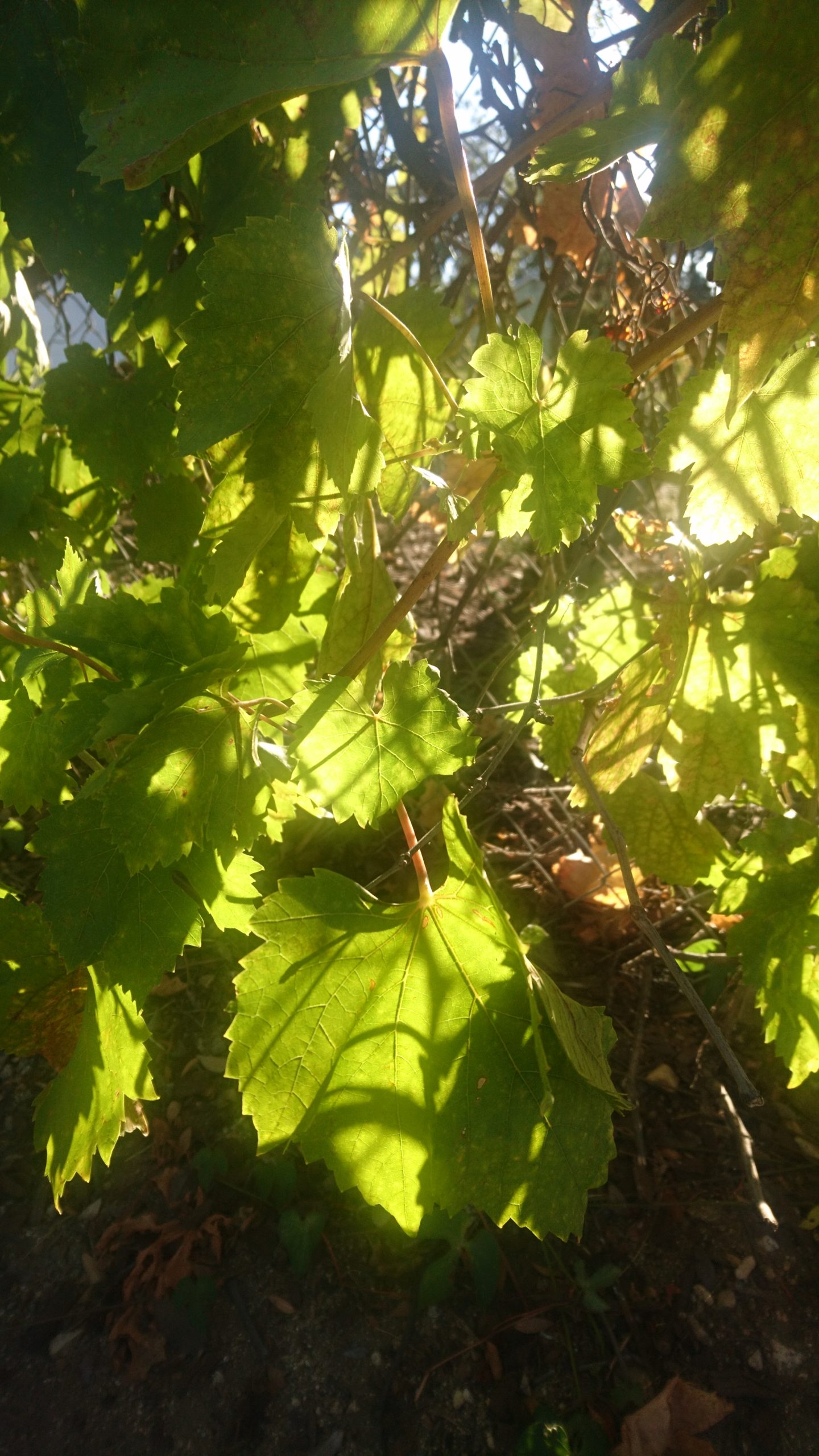 洒脱日記149：山火事が迫っています。