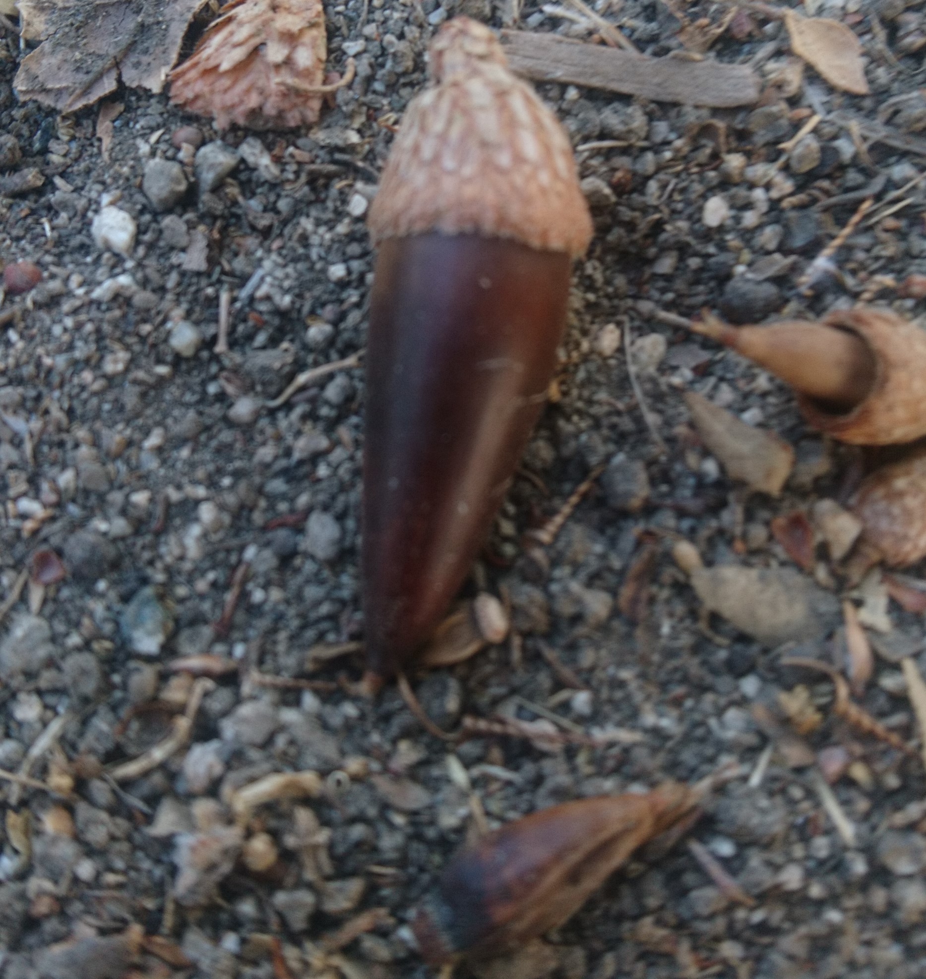 洒脱日記155：フェローシップ応募質問の続き。