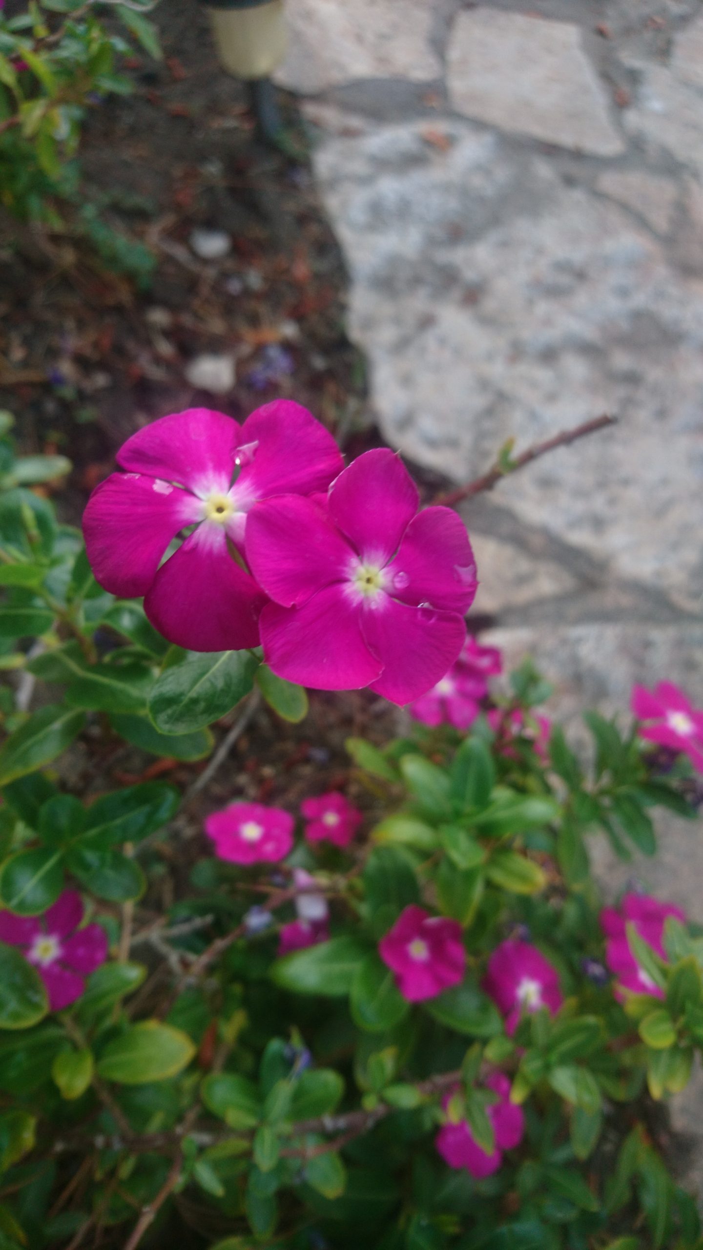 洒脱日記154：フェローシップ応募質問ー煮詰まったので訳す！