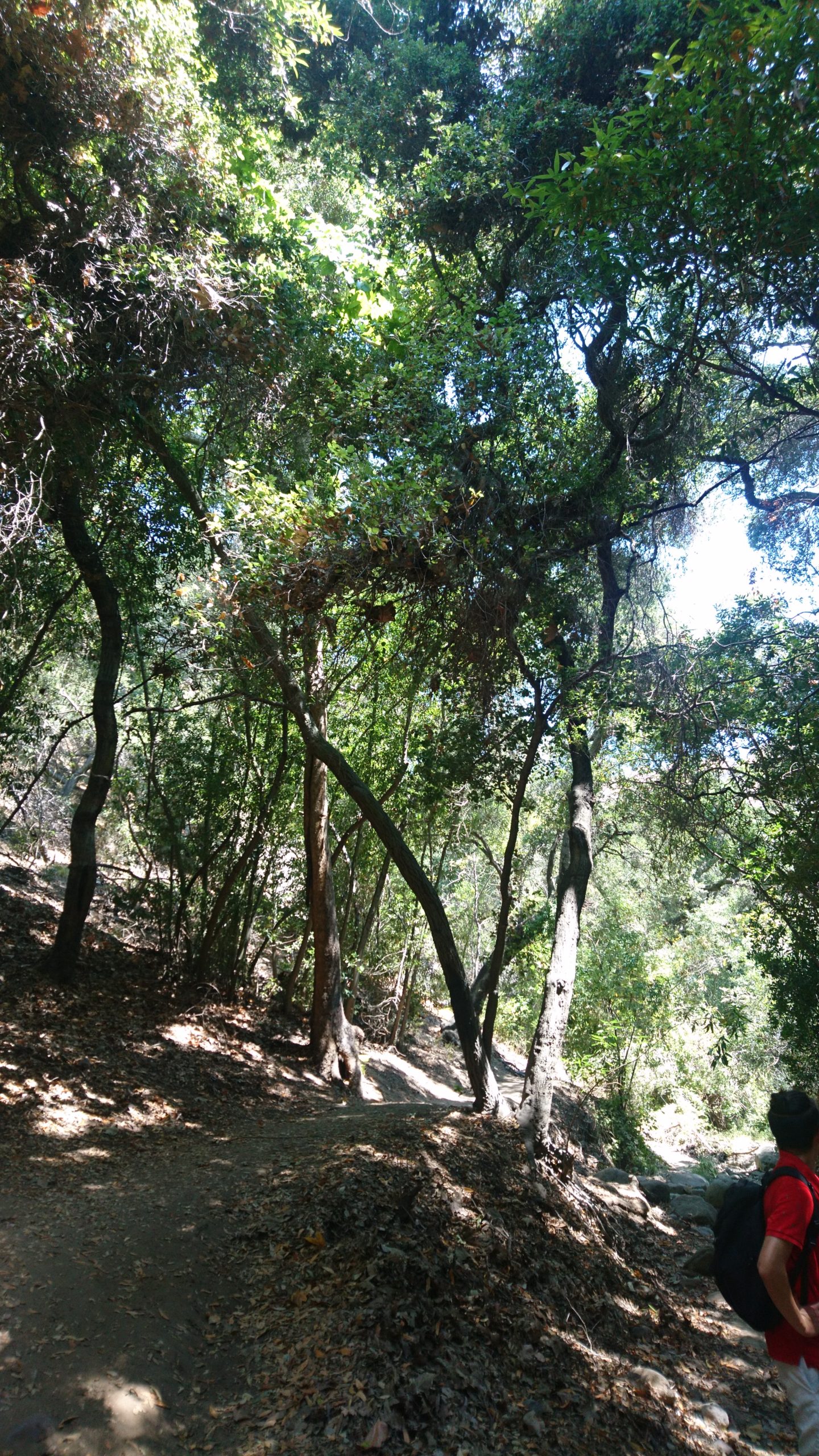 洒脱日記157：ホームスクールに音楽でメリハリを！