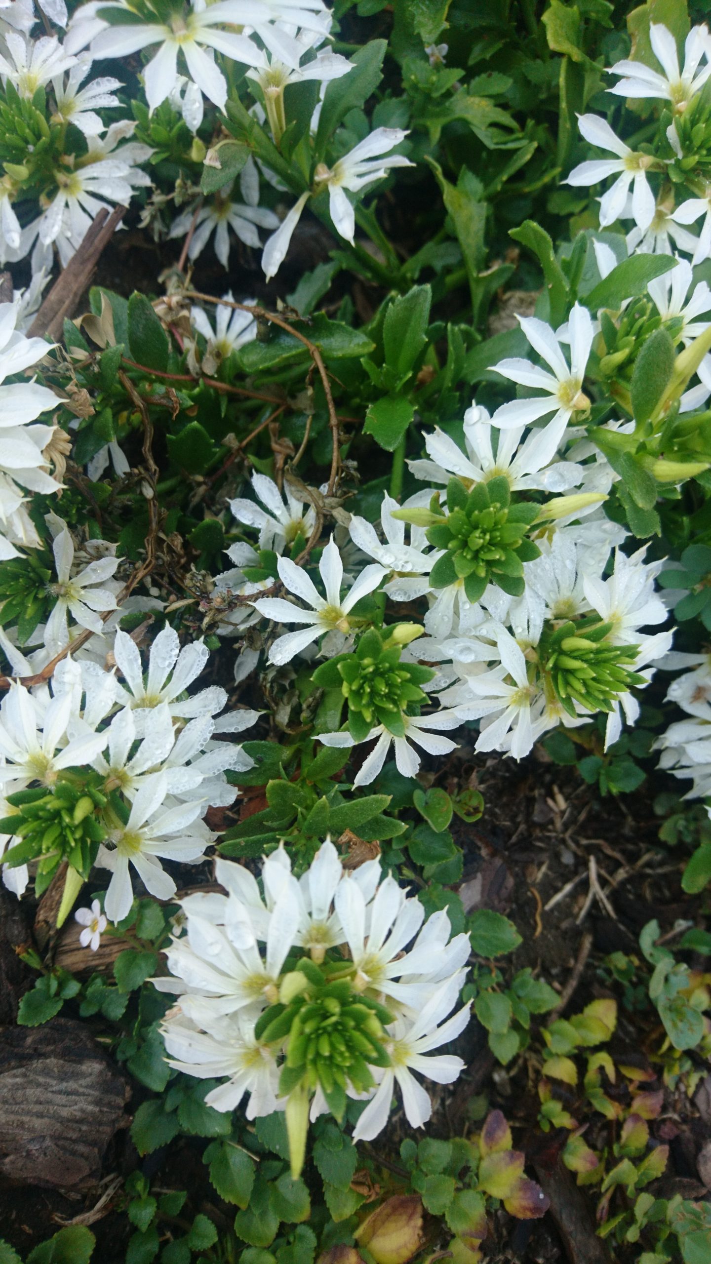 洒脱日記162：「WHY」ではなく「HOW」