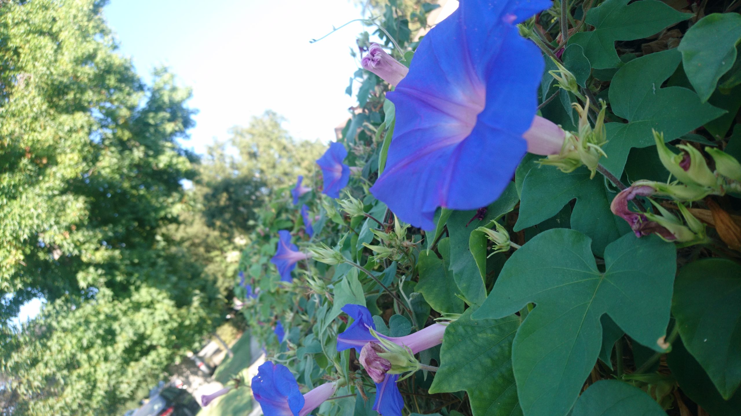 洒脱日記161：本のプロポーザルを書いています。