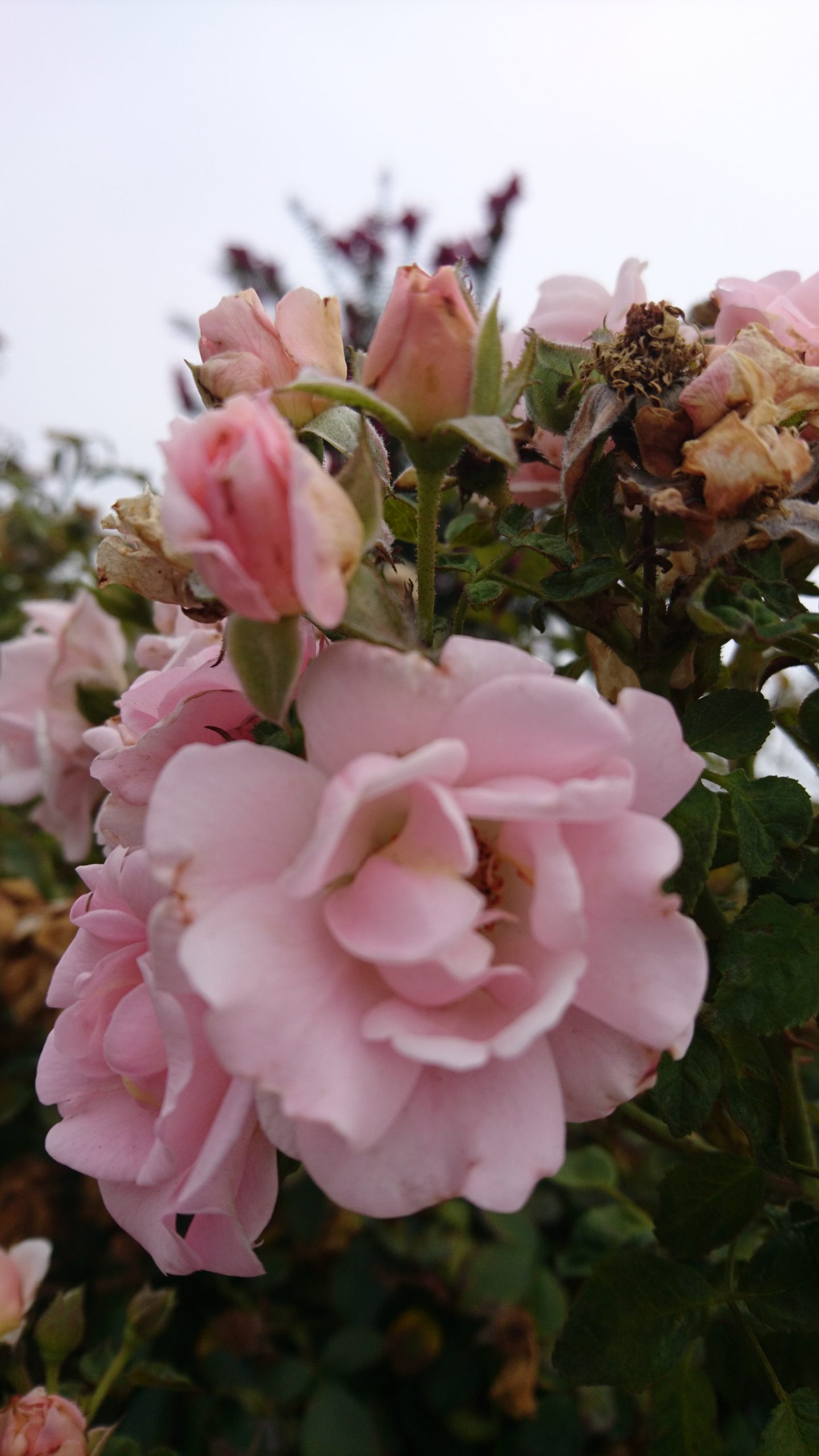 洒脱日記181：山火事の状況と副作用