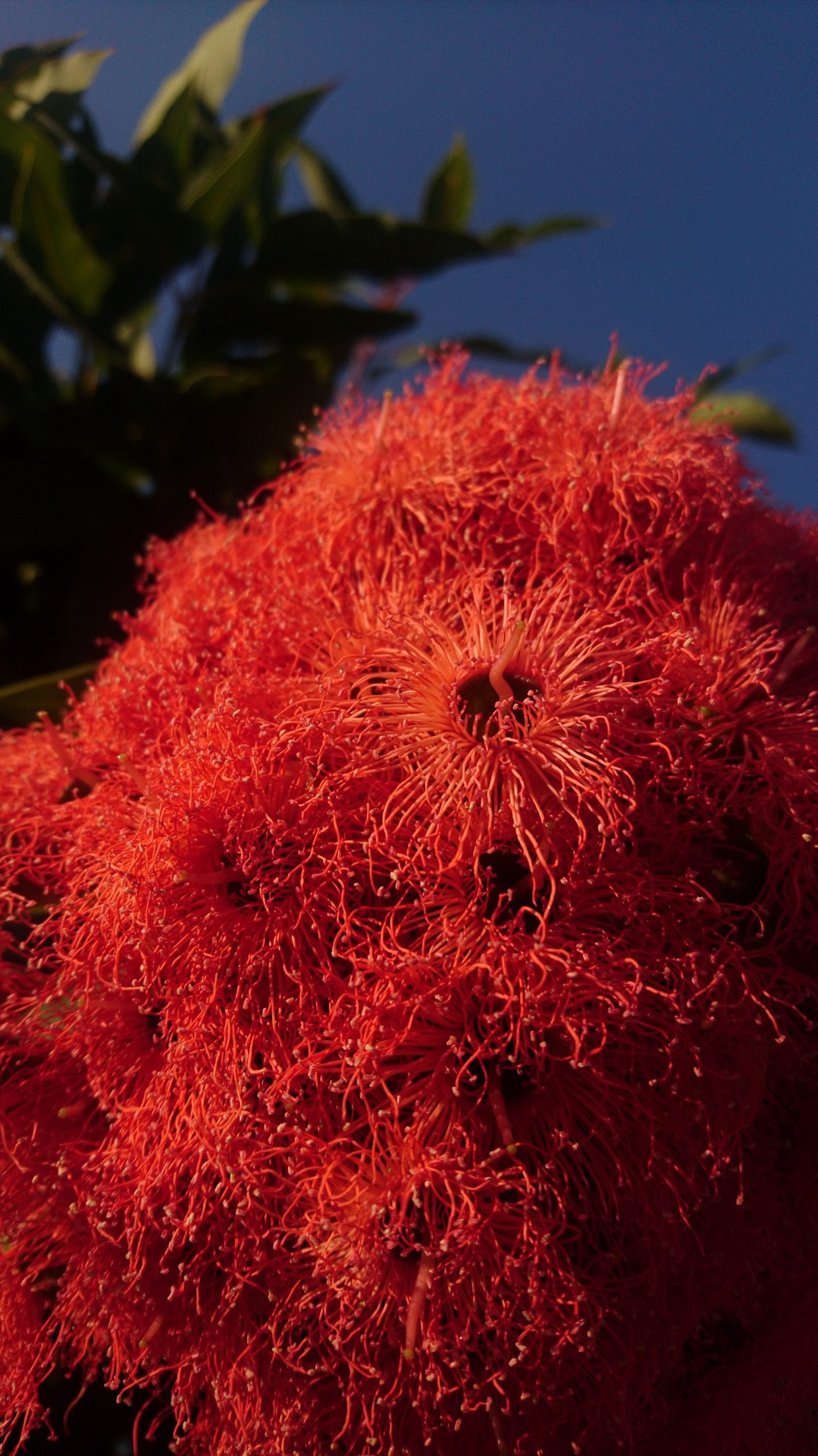 洒脱日記165：競馬の話し