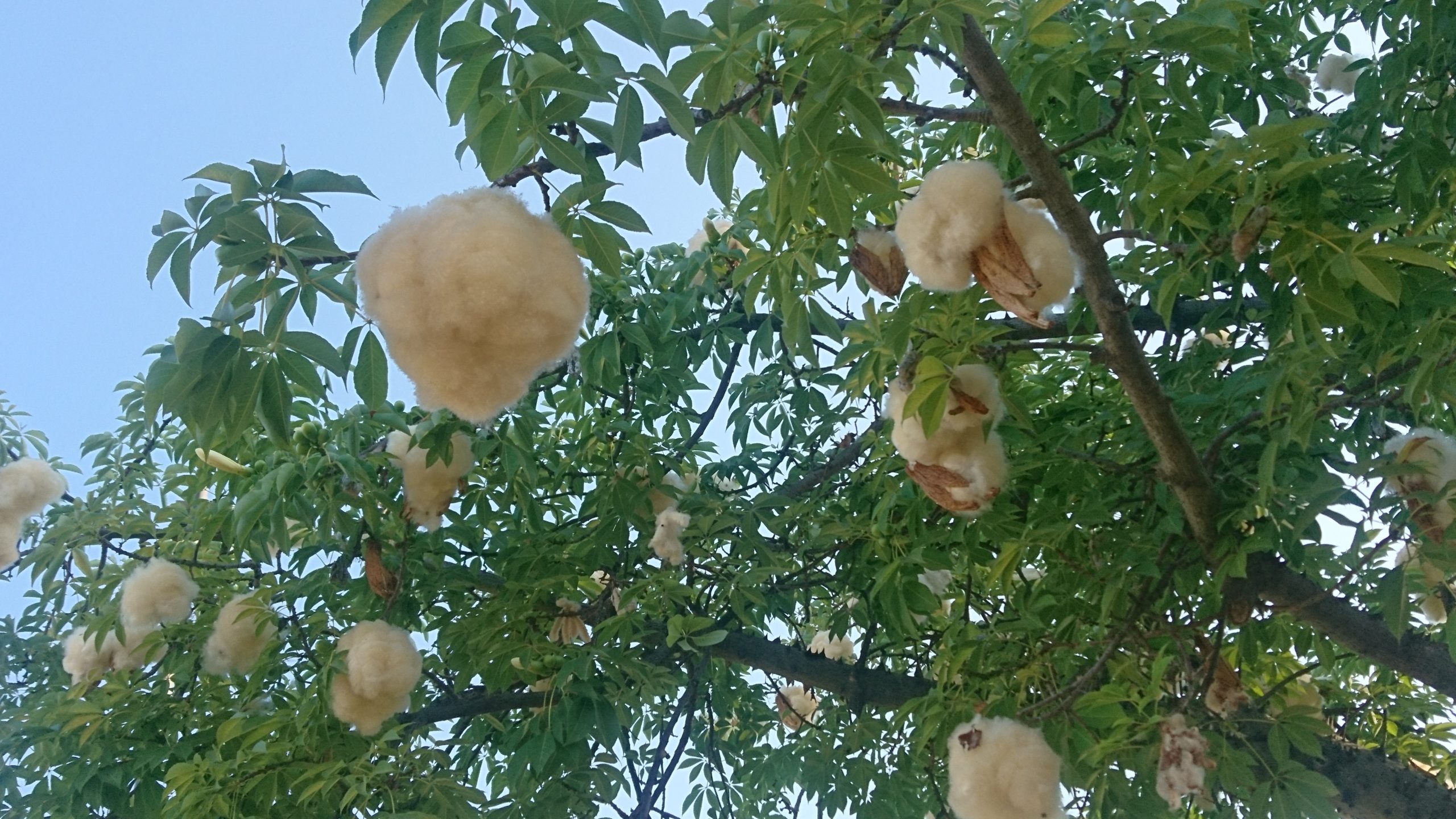 洒脱日記166：書く宿命・奏でる宿命