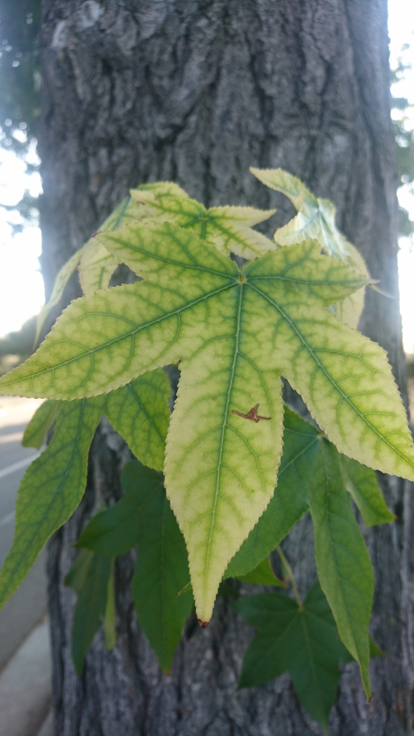 洒脱日記168：猛暑と乾燥。籠って執筆！