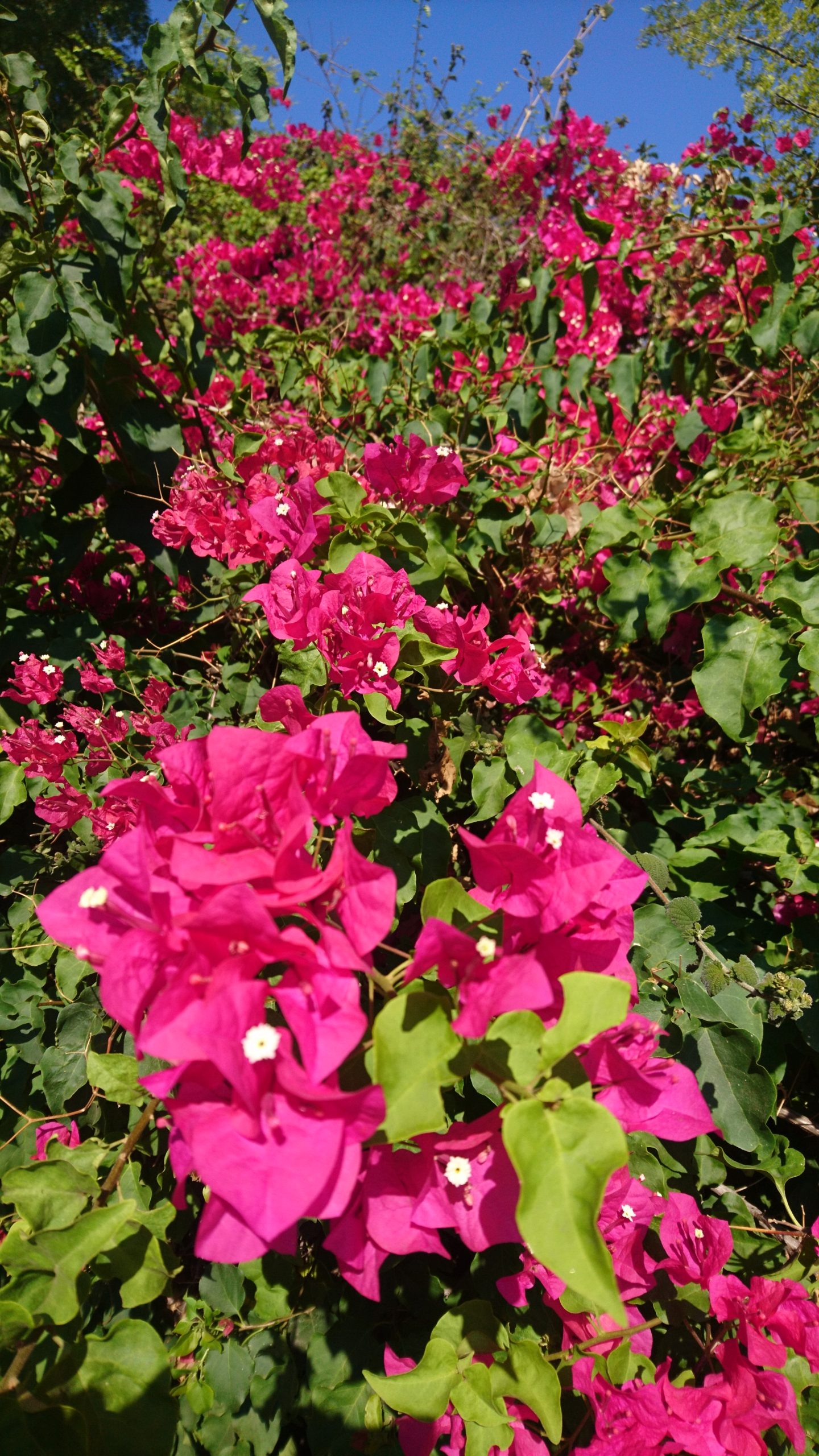 洒脱日記163：バッハのフーガに憑かれています。